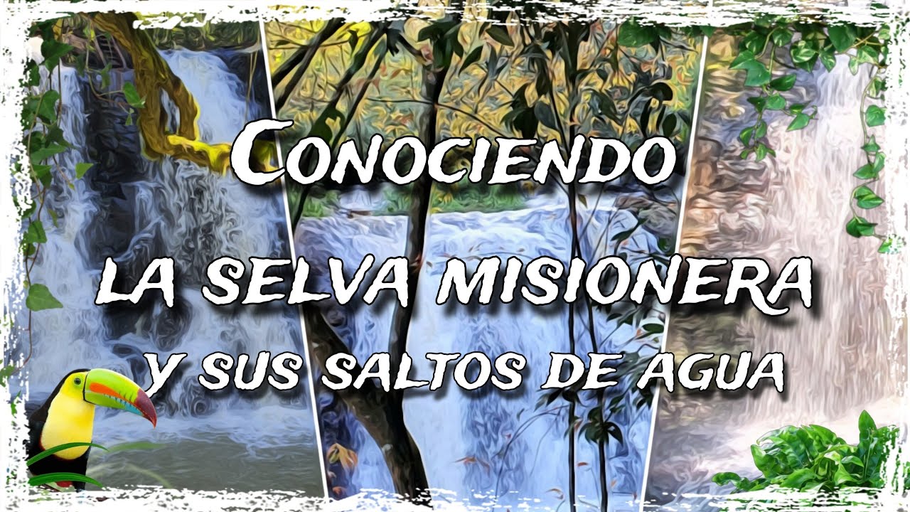 Selva de Misiones Argentina🌴🌴🇦🇷🐒