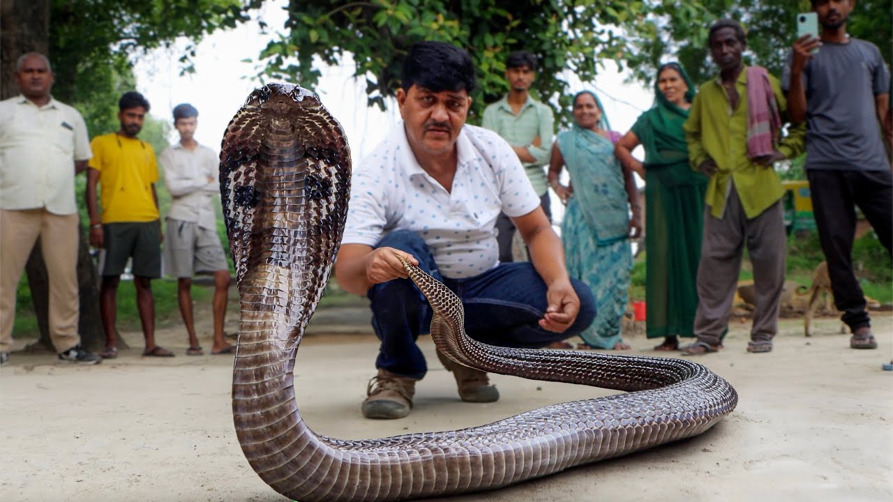 इस विशालकाय नाग को धामन समझने की कर बैठे भूल! We rescued 