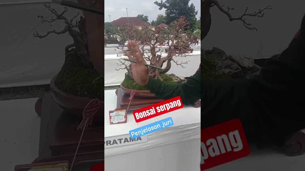 Бонсай СЕРПАНГ #bonsai #серпанг #памнас