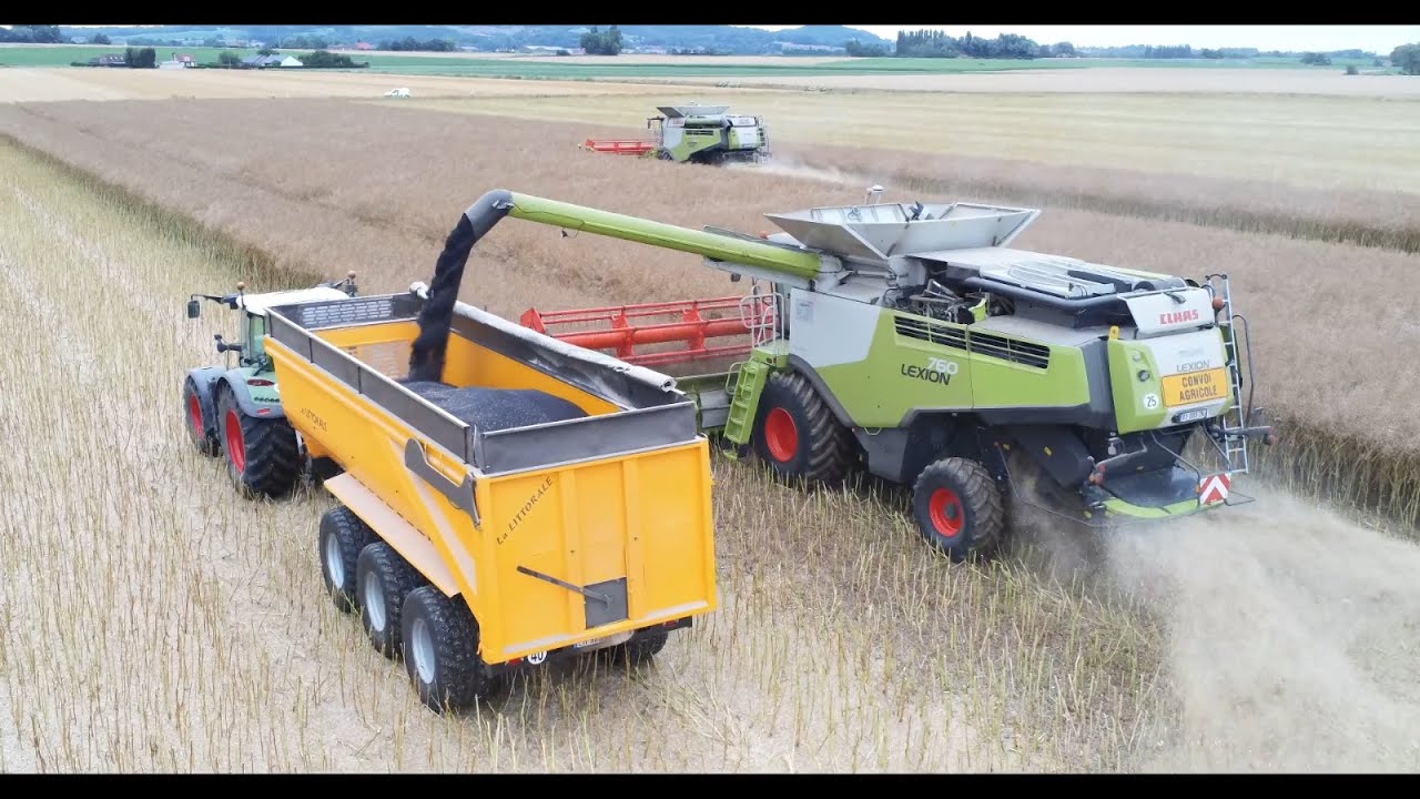 Moisson des colza dans le nord 2023