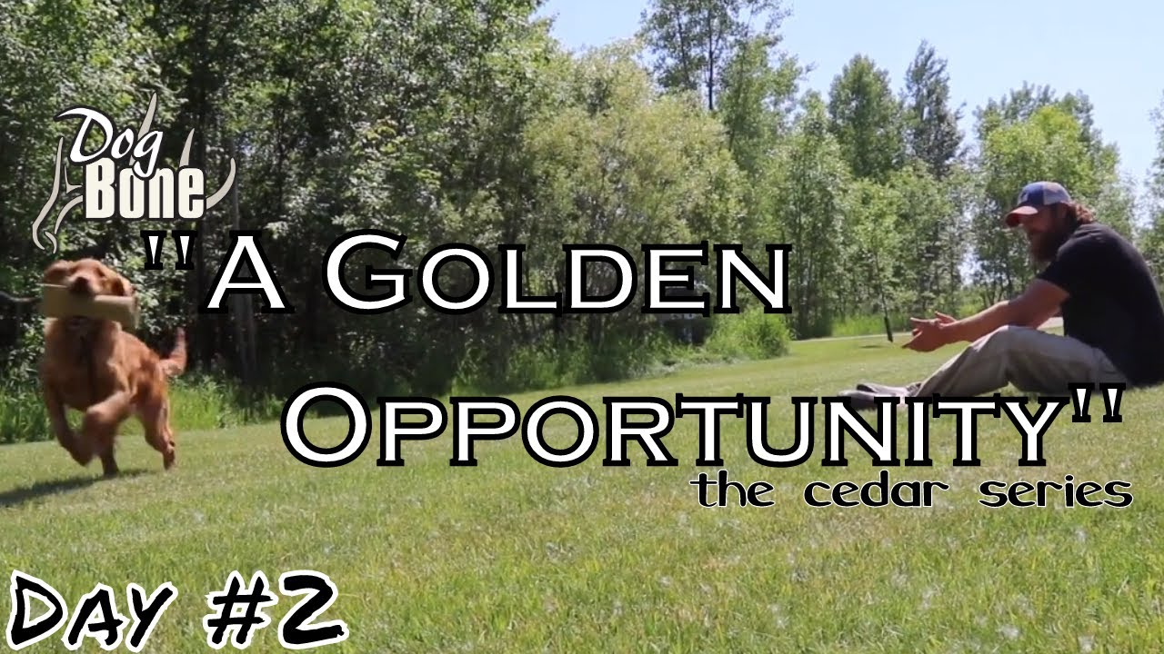 High Energy Dog Retrieving Troubles: A Golden Opportunity | Day #2