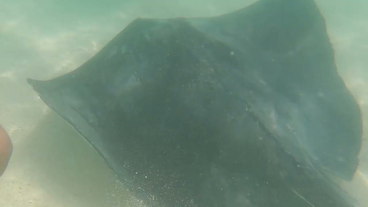 Stingray City and Reef swim Antiguia