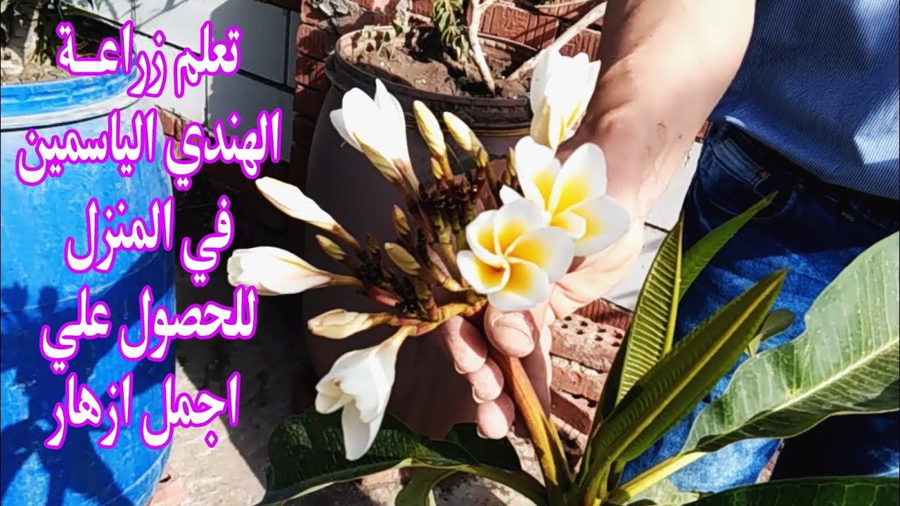 اسهل طريقة لتدوير الياسمين الهندى وشرح برنامج الرعاية من ري وتسميد للحصول علي اجمل ازهار طول العام