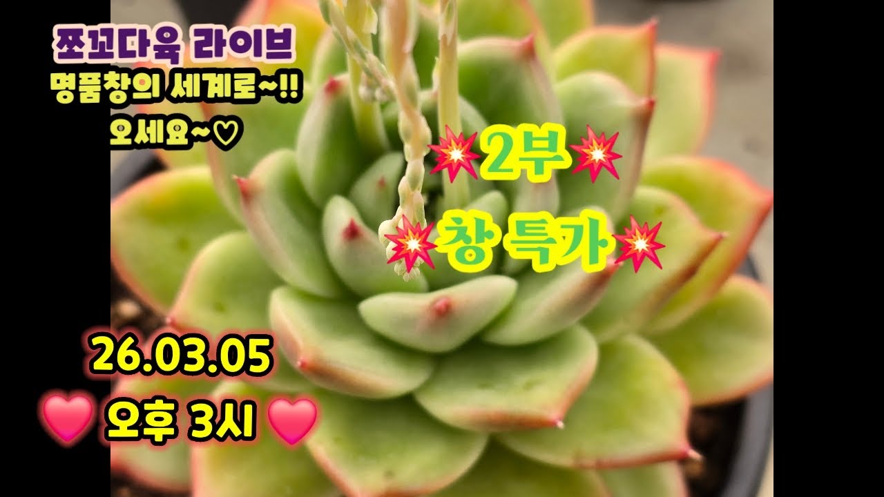 #쪼꼬다육라이브 03.05 오후3시 💥창 파격가 소개합니다 💥#창전문농장🩷