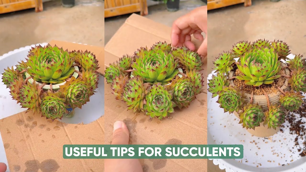 Easy Succulent Plants Care For Beginners | 다육이 | 多肉植物