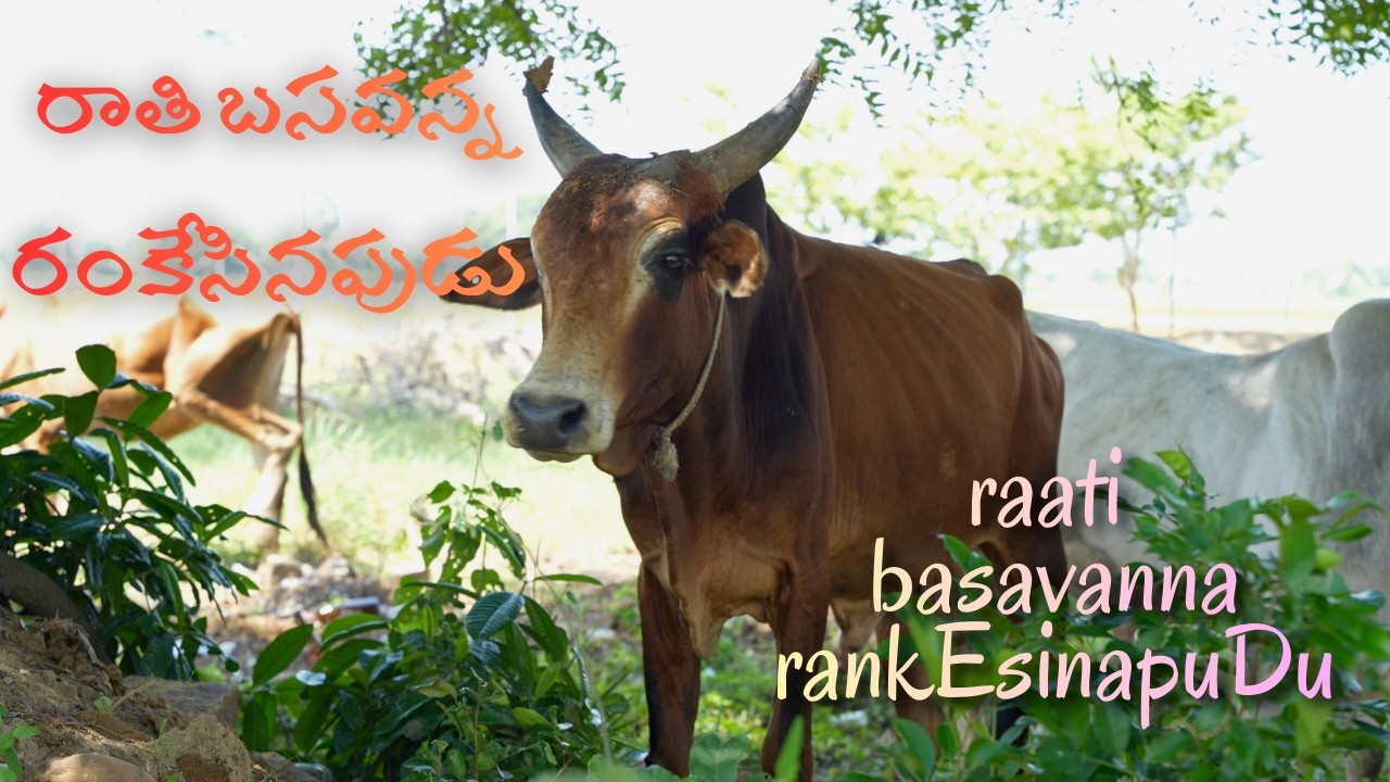 రాతి బసవన్న రంకేసినపుడు | raati basavanna rankEsinapuDu