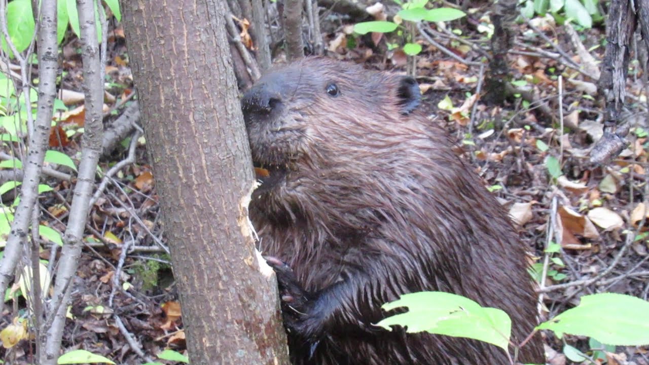 Beaver chews through an entire tree in ten minutes in Saskatoon, Saskatchewan to make dam.