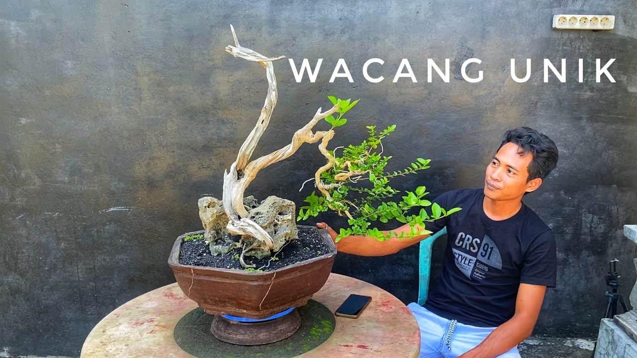 Bonsai Sancang Unik | Bonsai Wahong | Wacang | Sancang