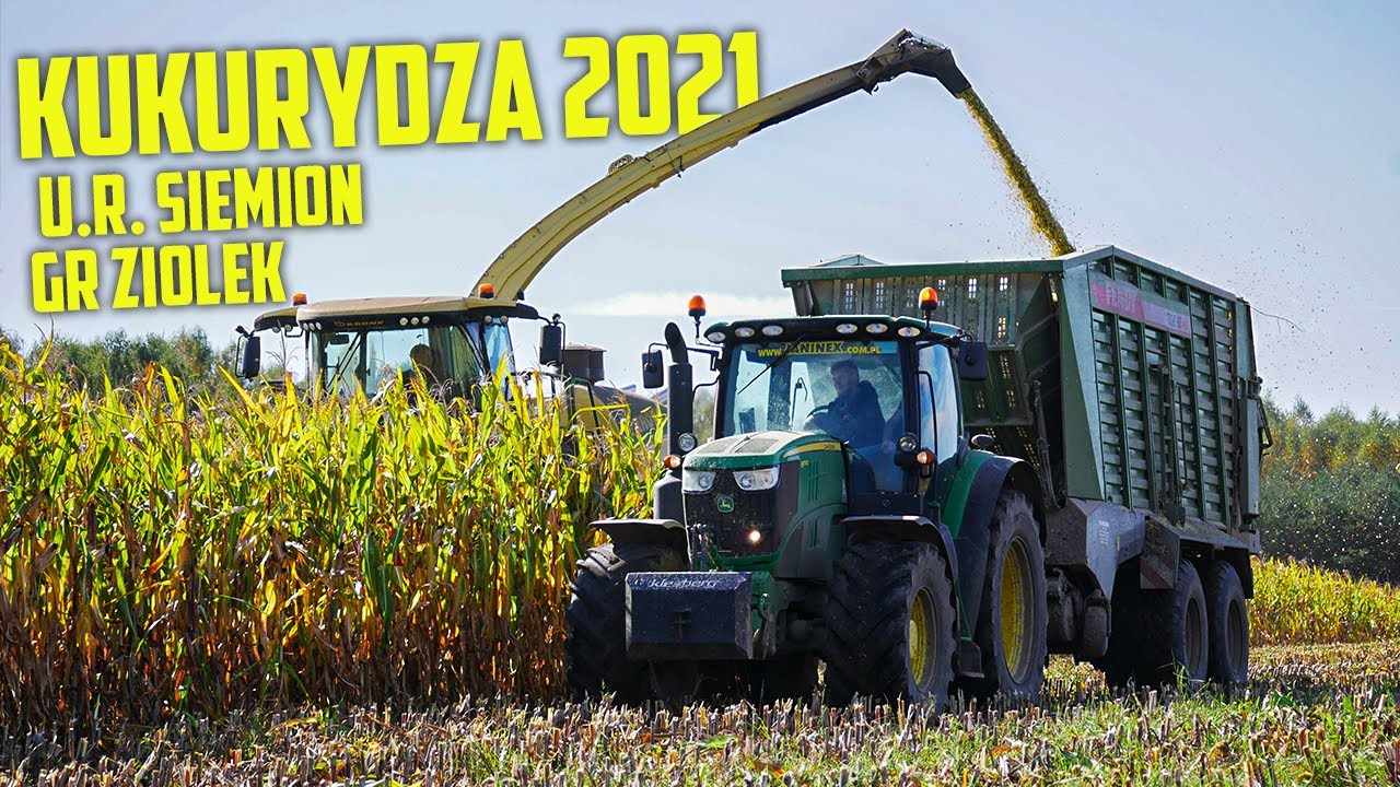 ✔Sieczkarnia ze Shredlage?!✔Usługi Rolnicze Siemion!✔Koszenie Kukurydzy 2021 w GR Ziółek!✔