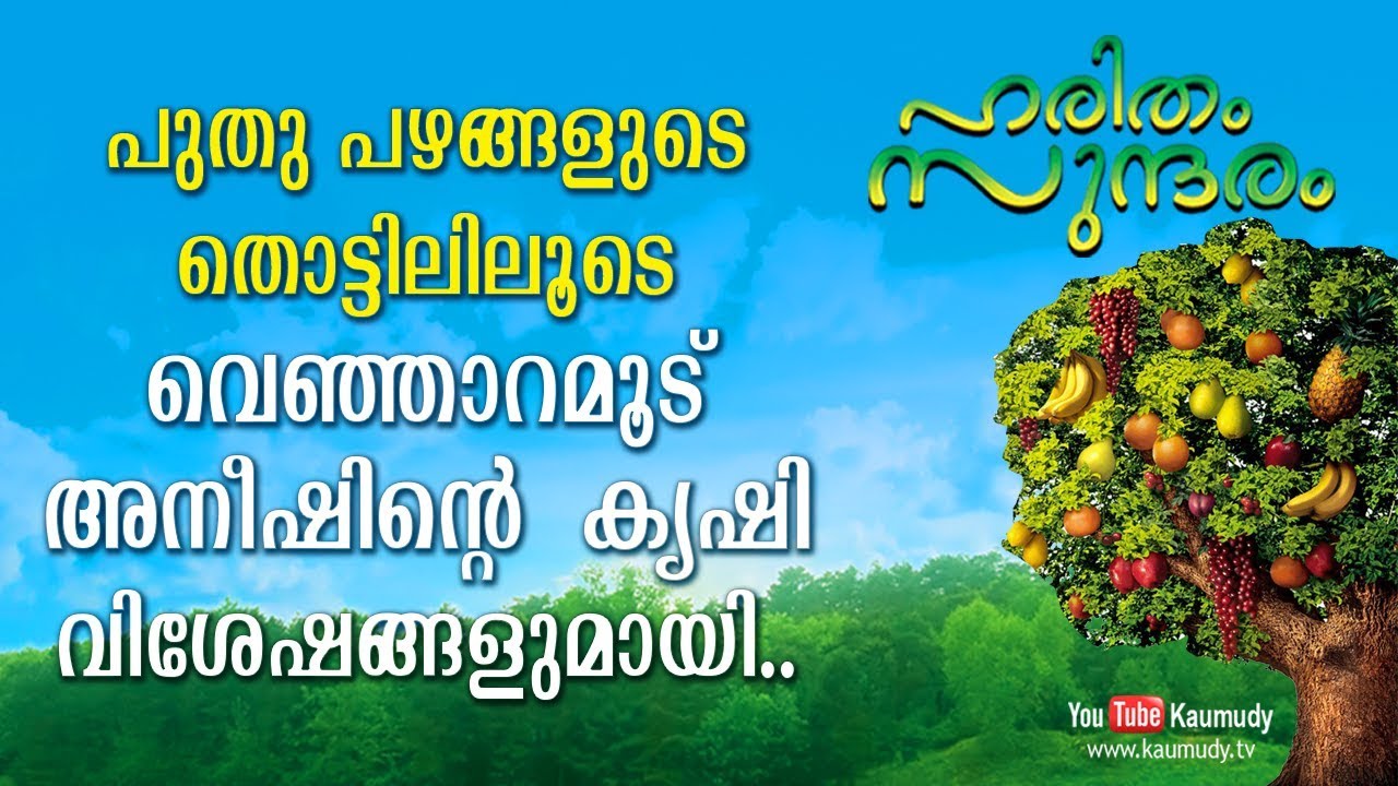 പുതു പഴങ്ങളുടെ തൊട്ടിലിലൂടെ വെഞ്ഞാറമൂട് അനീഷിന്റെ കൃഷി വിശേഷങ്ങളുമായി | ഹരിതം സുന്ദരം