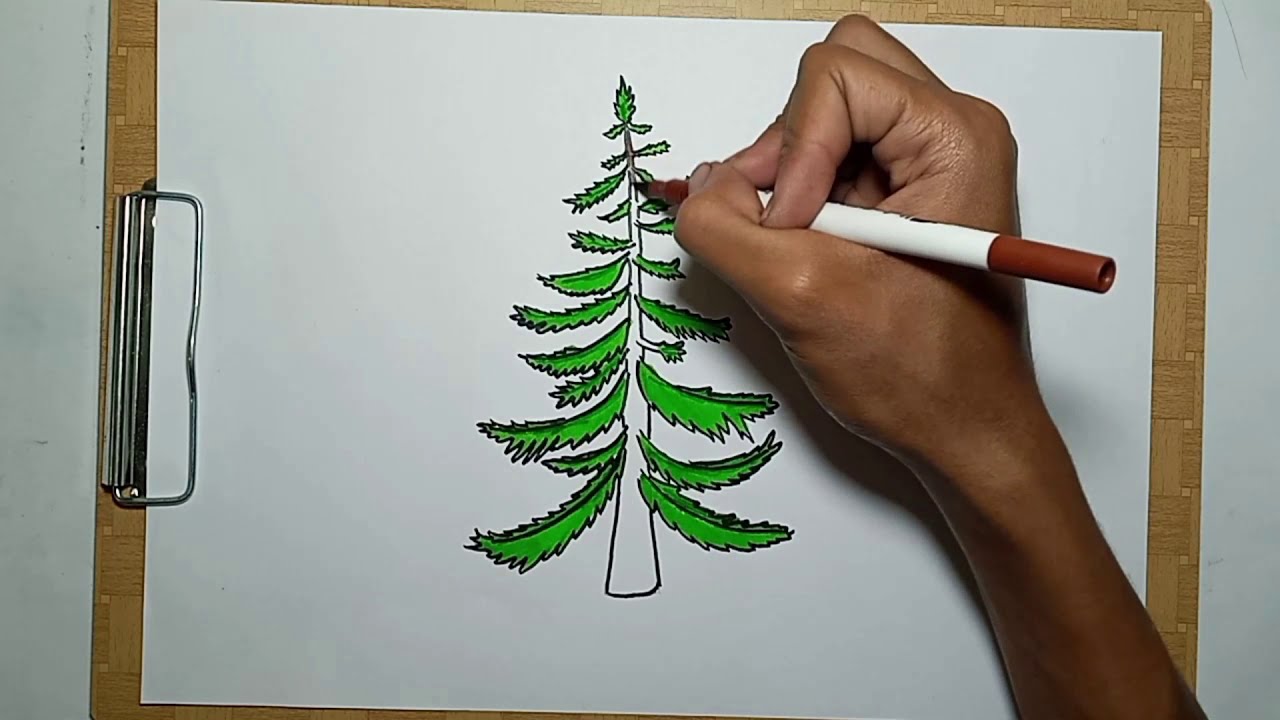 How to Draw A Fir Tree