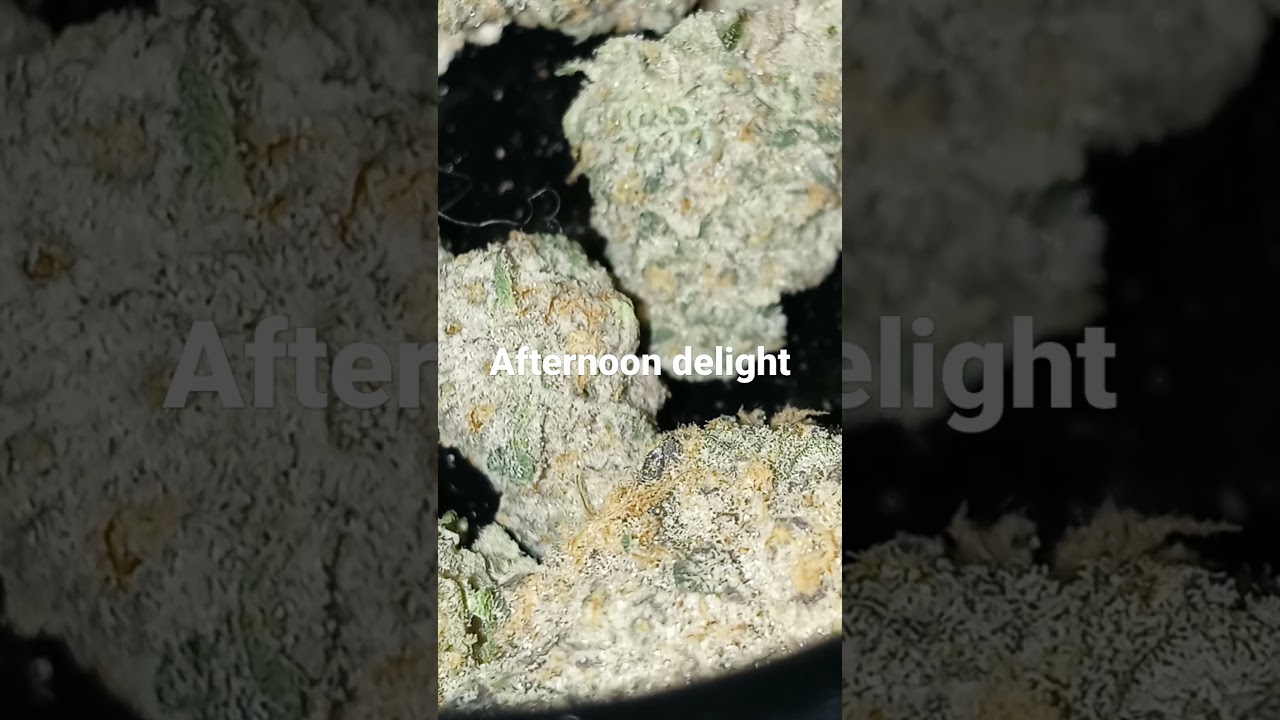 afternoon delight by rhythm cannabis
