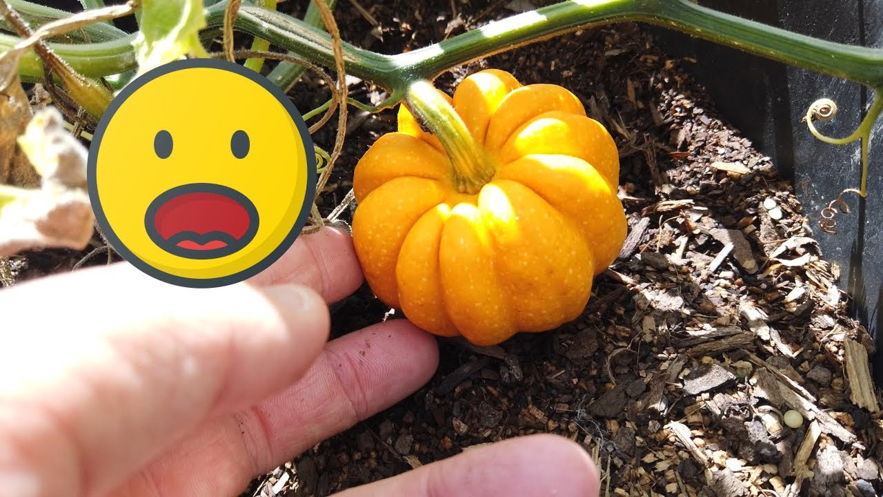 What Other Things I've Grown this Pumpkin Season