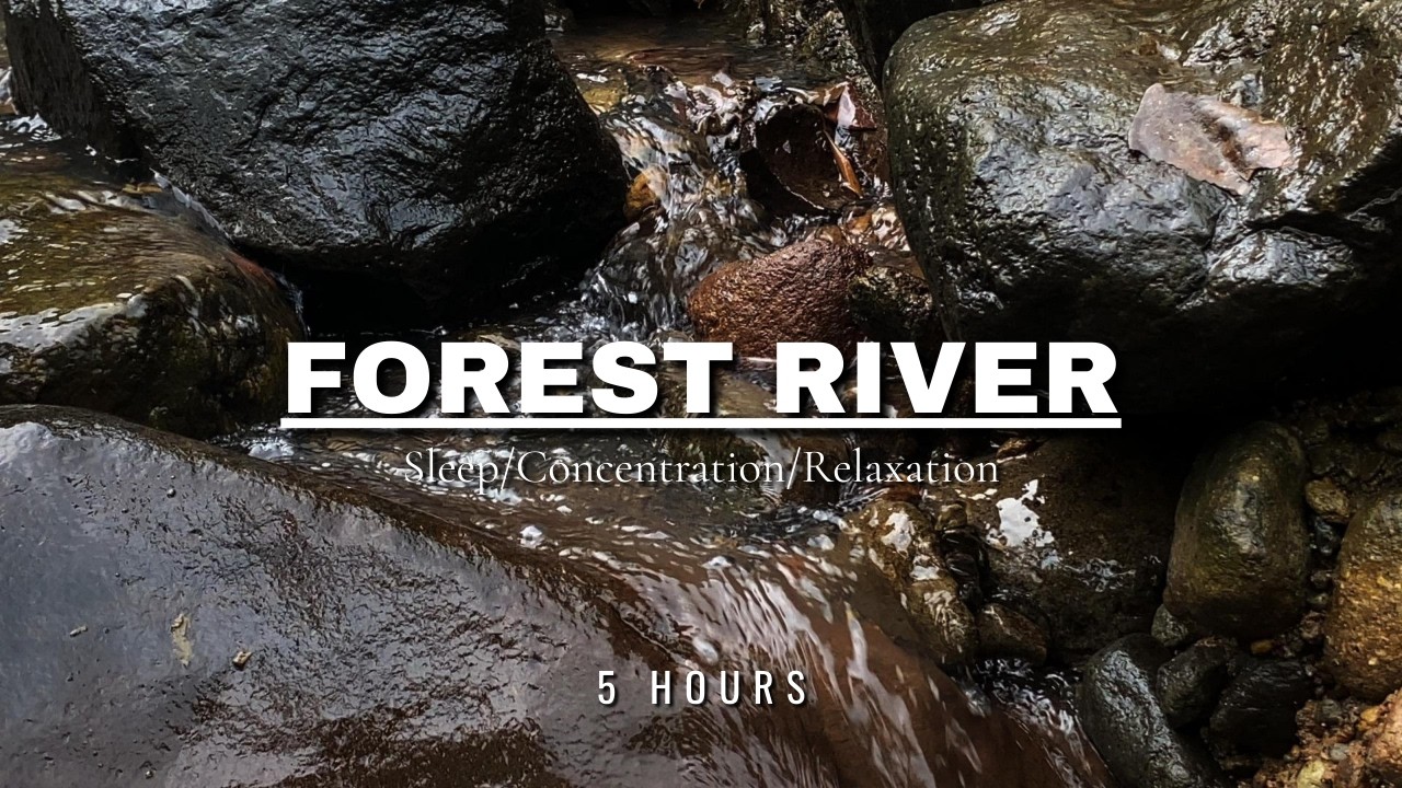 River Flow & Forest Birds Chirping | Gentle Nature Sounds ASMR for Sleep & Meditation | 5 Hours