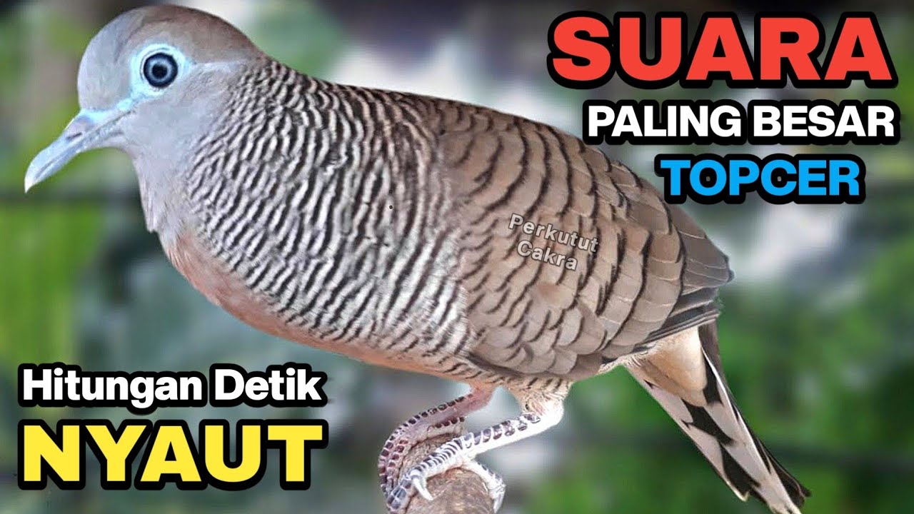 Perkutut lokal gacor suara besar pancingan untuk yang malas bunyi di jamin langsung nyaut