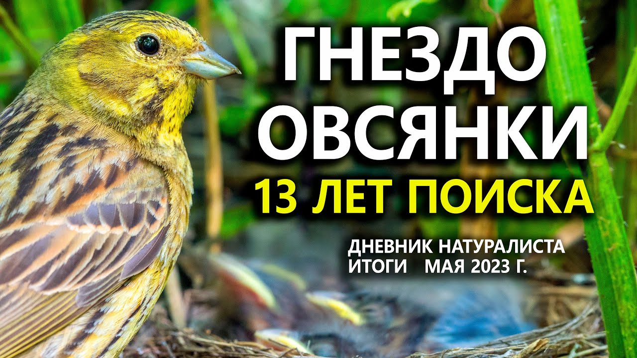 Гнездо овсянки: 13 лет поисков. Дневник натуралиста. ИТОГИ мая 2023 г.