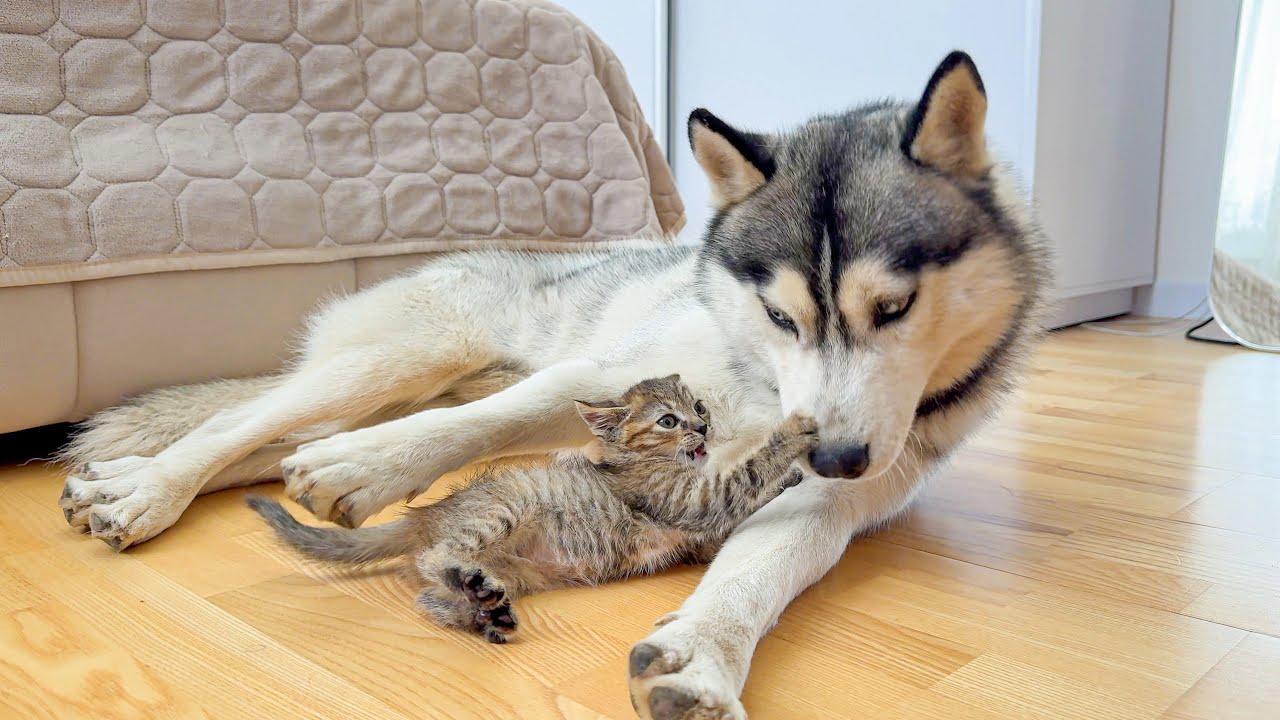 Tiny Kitten Vs Giant Husky: The Cutest Showdown Ever!!
