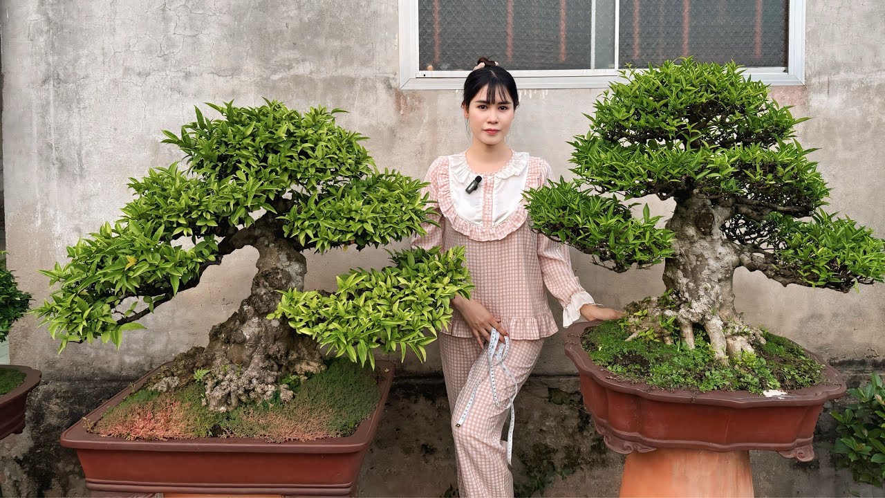bonsai huỳnh huệ 1/1/2026 (0939029068)gl mặt hàng thành phẩm mct.tùng đài lloan ghép kim cương