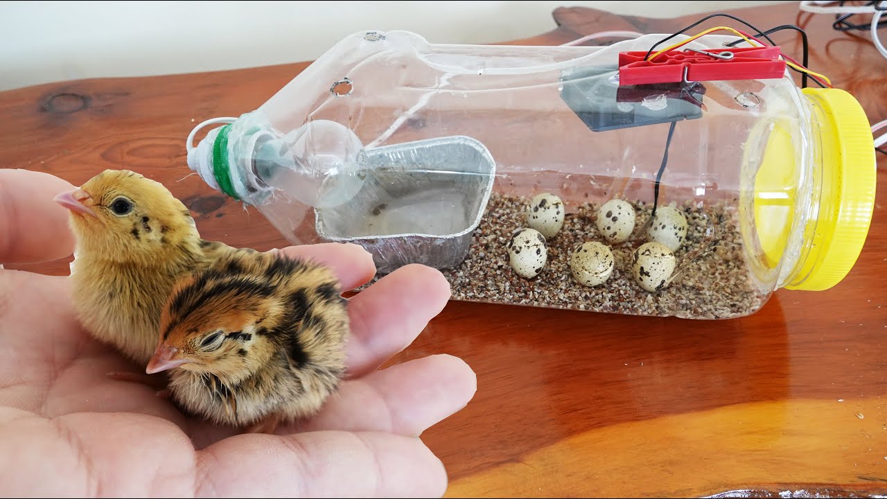 инкубатор для яиц