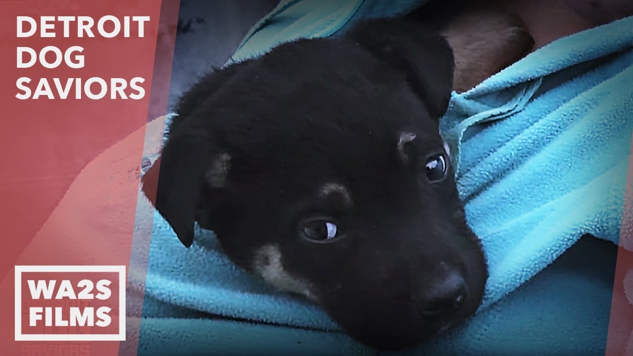 Puppy Acting Strange Helps DAWG Rescue & Save Mama From Garbage - Hope For Dogs | My DoDo