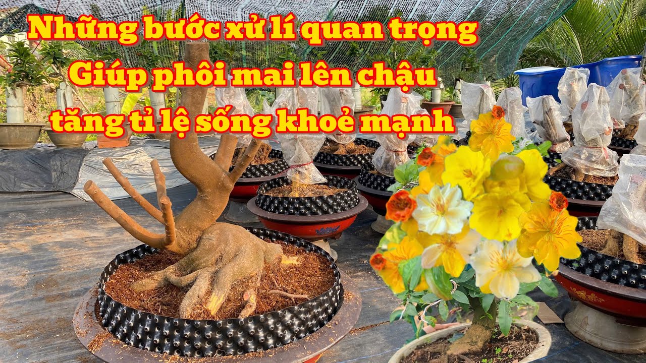 18-1🌲xử lý vô chậu cho phôi mai hoành lớn🌲bộ đế giống con thiểm thừ🎄🎄🎄