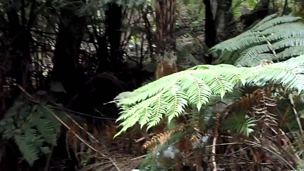 new zealand