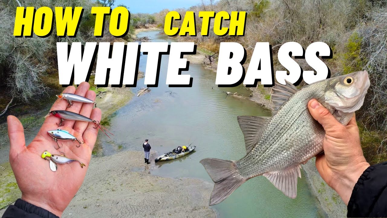 HOW TO Catch WHITE BASS + Surprise MONSTER Catch!