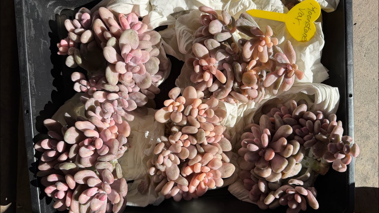 2/8/26 New plants came shipping US 4088163228