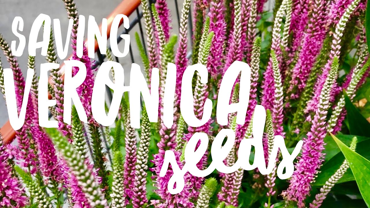 Collecting Veronica Seeds on How to Grow a Garden with Scarlett