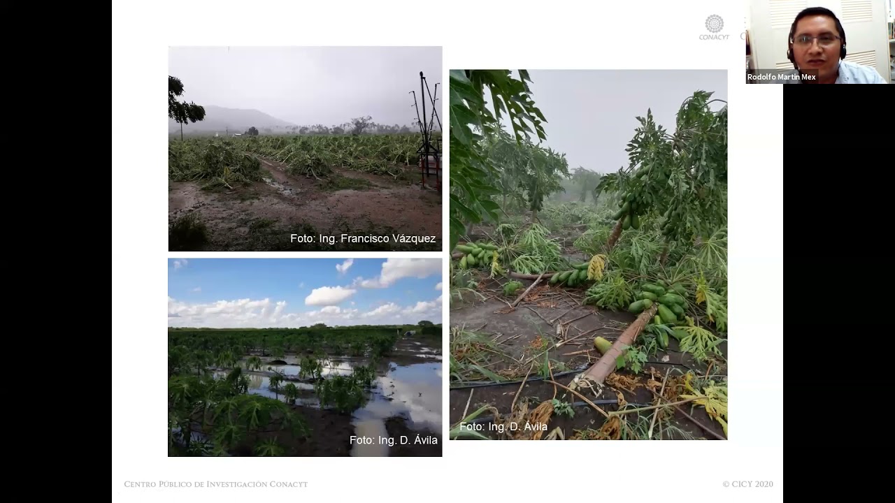 VIDEO ENFERMEDADES DE PAPAYA