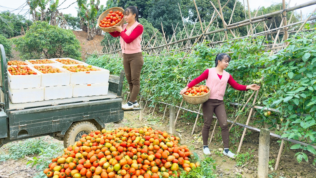Use 3-Wheeled Vehicle Harvesting A Lots Of Tomatoes Goes To Market Sell - Farm Life