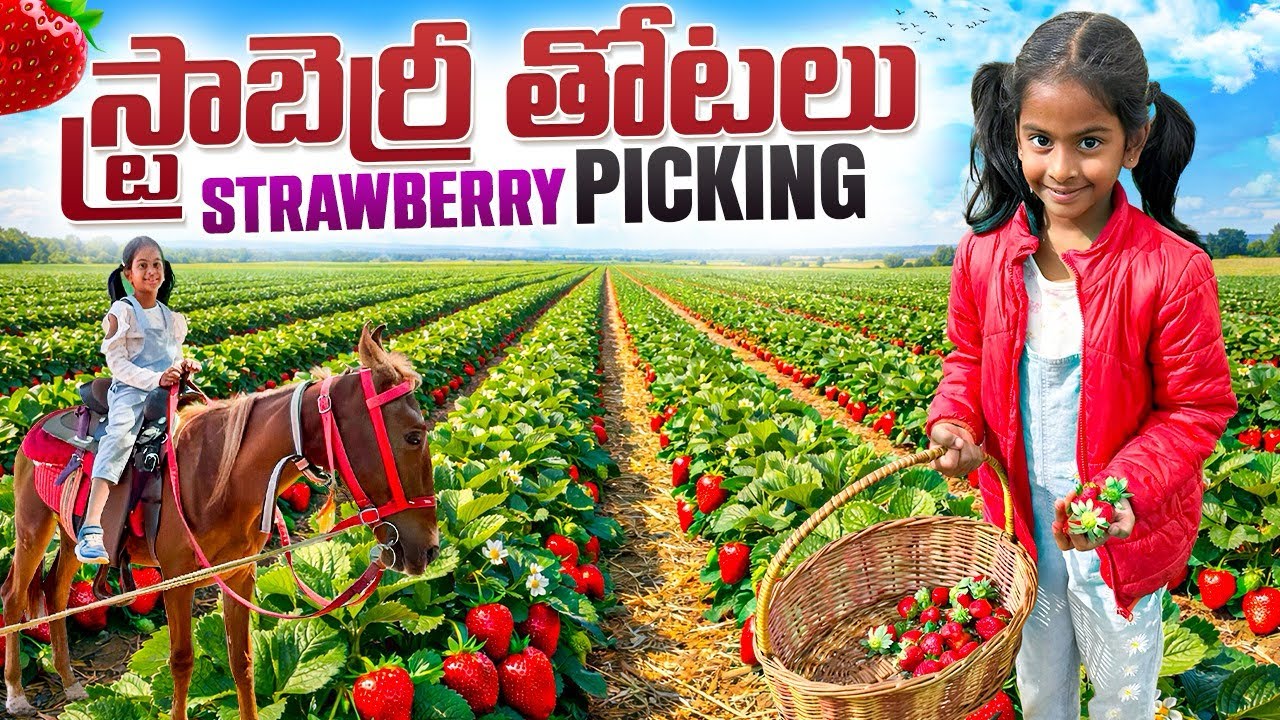 Strawberry Picking Near Bangalore 🍓 | Strawberry farming in Telugu | స్ట్రాబెర్రీ సాగు తోటలు