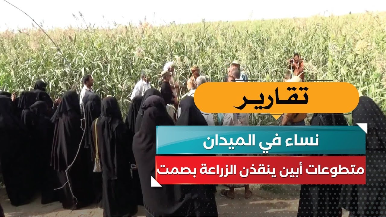 نساء في الميدان! متطوعات أبين ينقذن الزراعة بصمت
