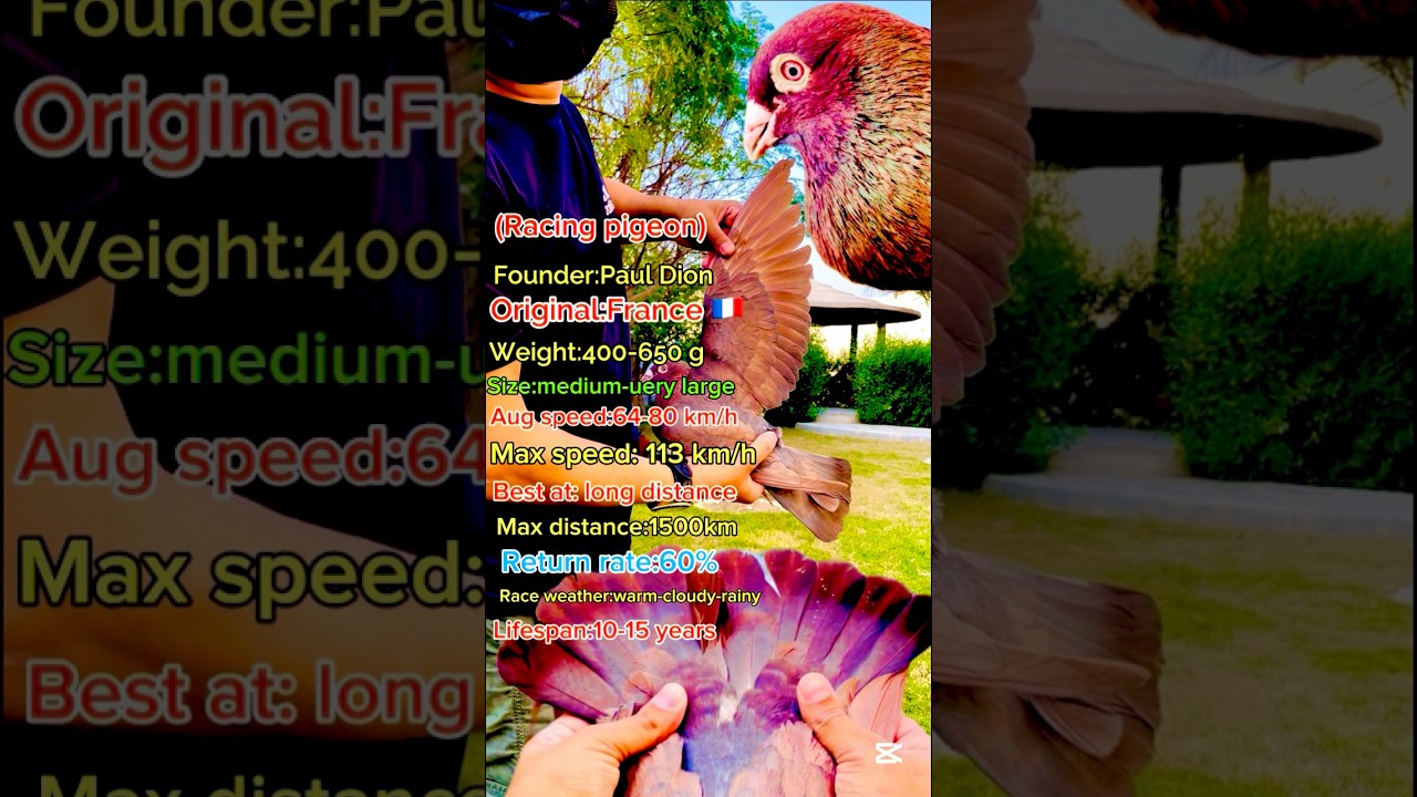 ￼Racing Pigeon A to Z Details.HHPC, CHPFA,RPS,TNRPA,CRPC,CRPO KRPA,GRPC,VRPS,KGF PIGEON,GPRS,TRPS,HR