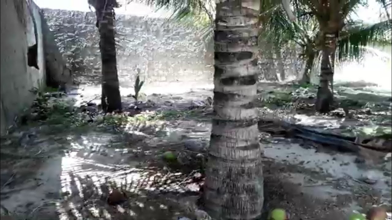 POSSO PLANTAR COQUEIRO PERTO DO MURO?+FOMOS COMPRA MUDAS