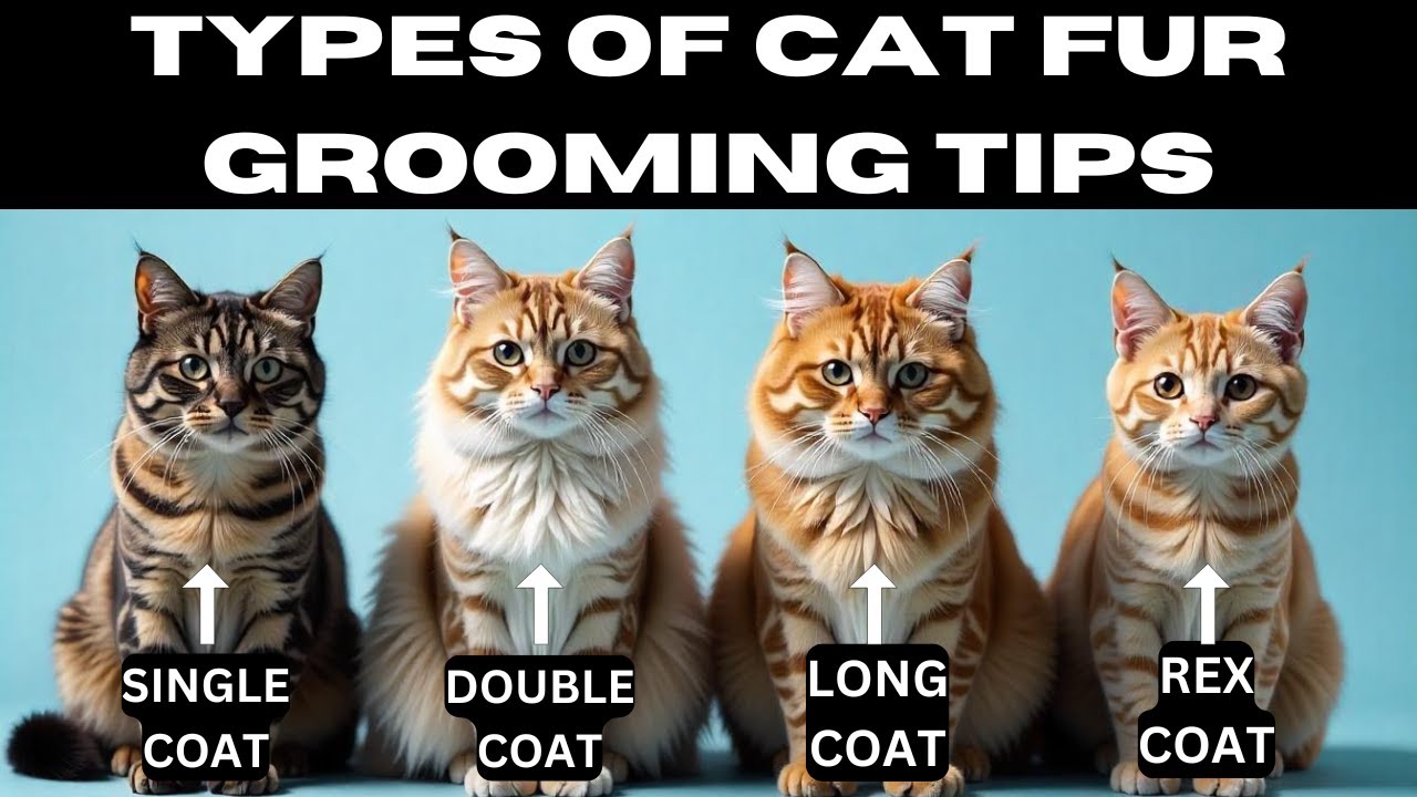 Cat Fur types 101: Essential Grooming Hacks for Healthy, Shiny Coats!