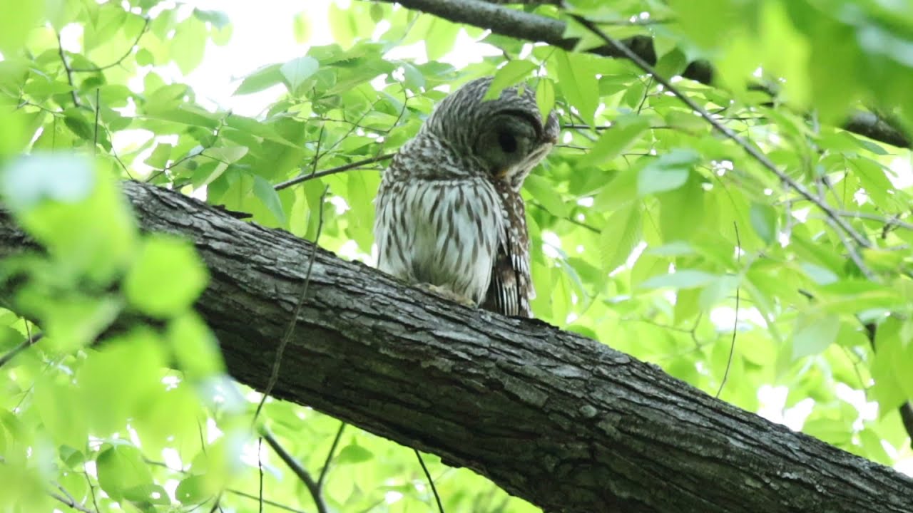 Barred owl - May 6, 2021