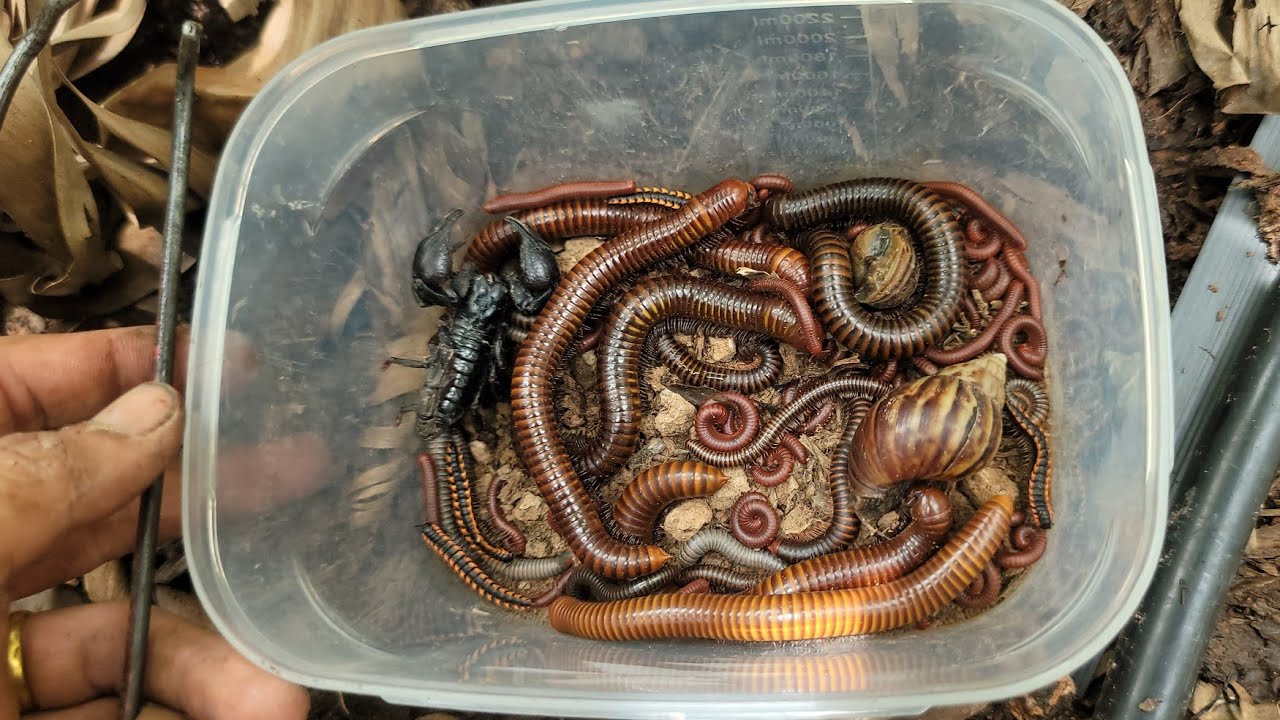 Best Hunting Giant Millipedes, Black Scorpion, Snail, With Many Small Red Millipedes