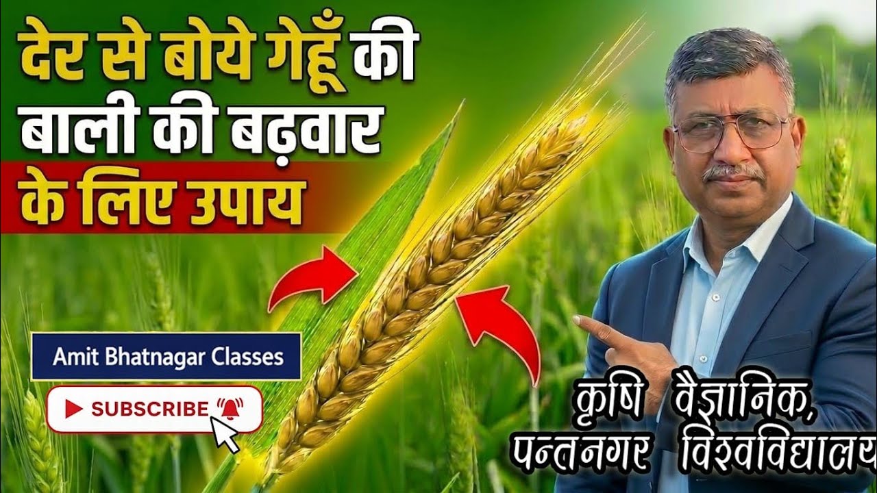 देर से बोये गेहूँ की बाली की बढ़वार के लिए उपाय