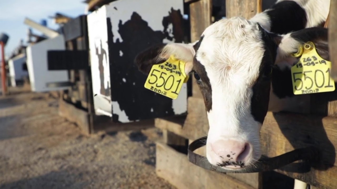 Calostro bovino en polvo para nutrici&oacute;n de terneros