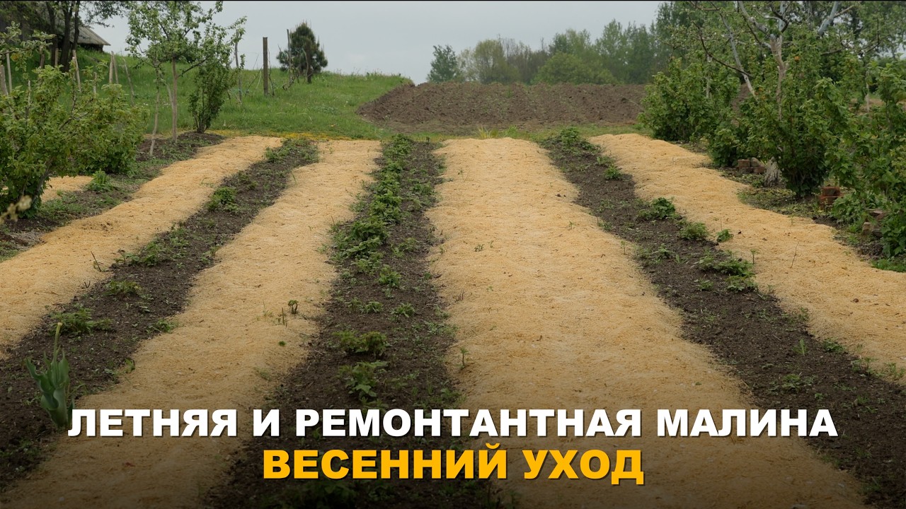 ПРОСТАЯ, НО ВАЖНАЯ ЗАБОТА О МАЛИНЕ ВЕСНОЙ. Уход за малиной весной &mdash; ремонтантная и летние сорта.