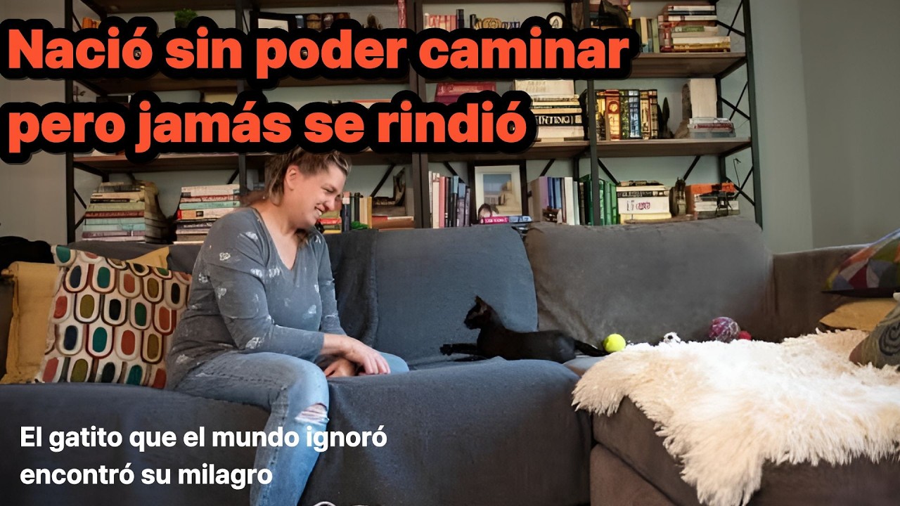 Nació sin poder caminarpero jamás se rindió#gatito #gatodiscapacitado #hipoplasiacerebelosa