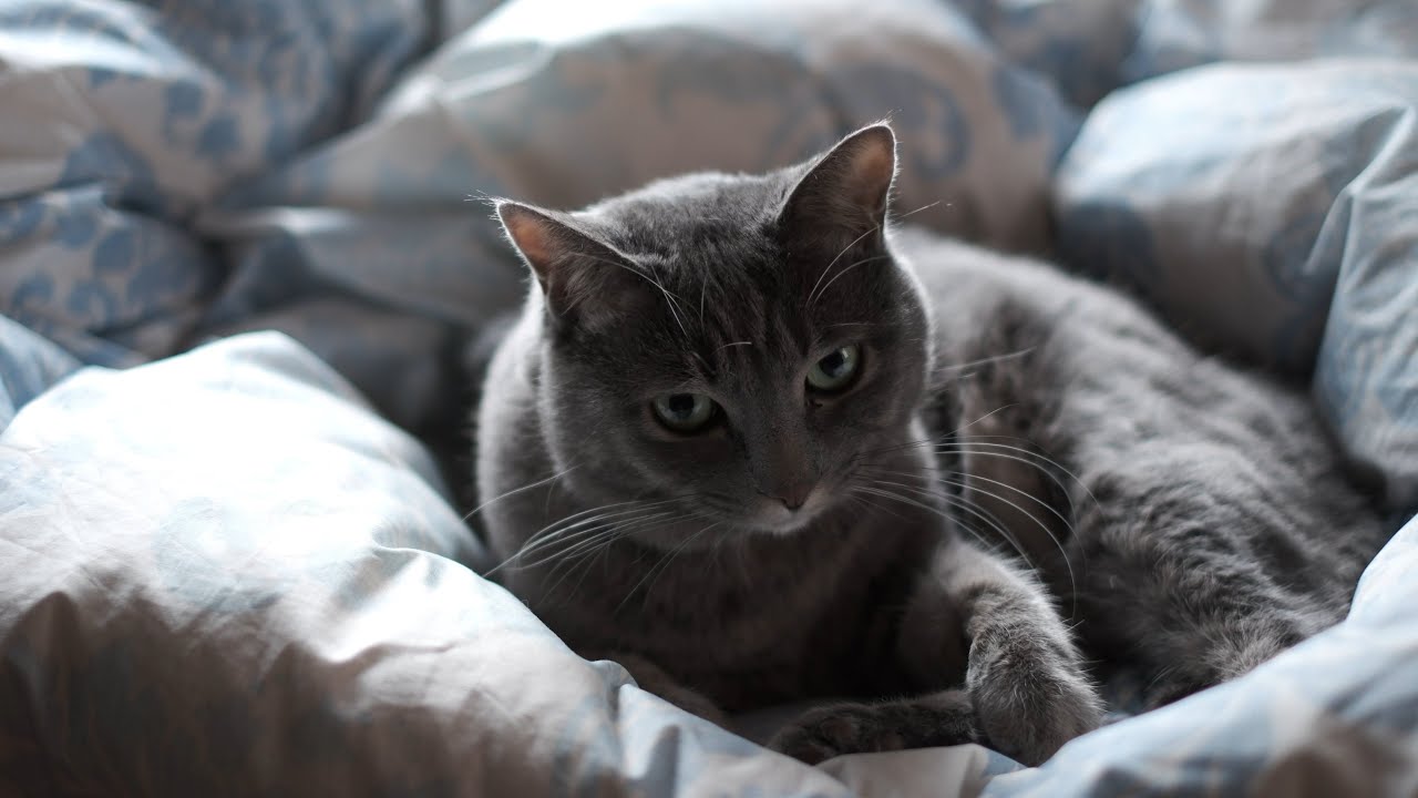 お正月もずっと一緒。甘えん坊猫とばーばの静かで暖かい暮らし。
