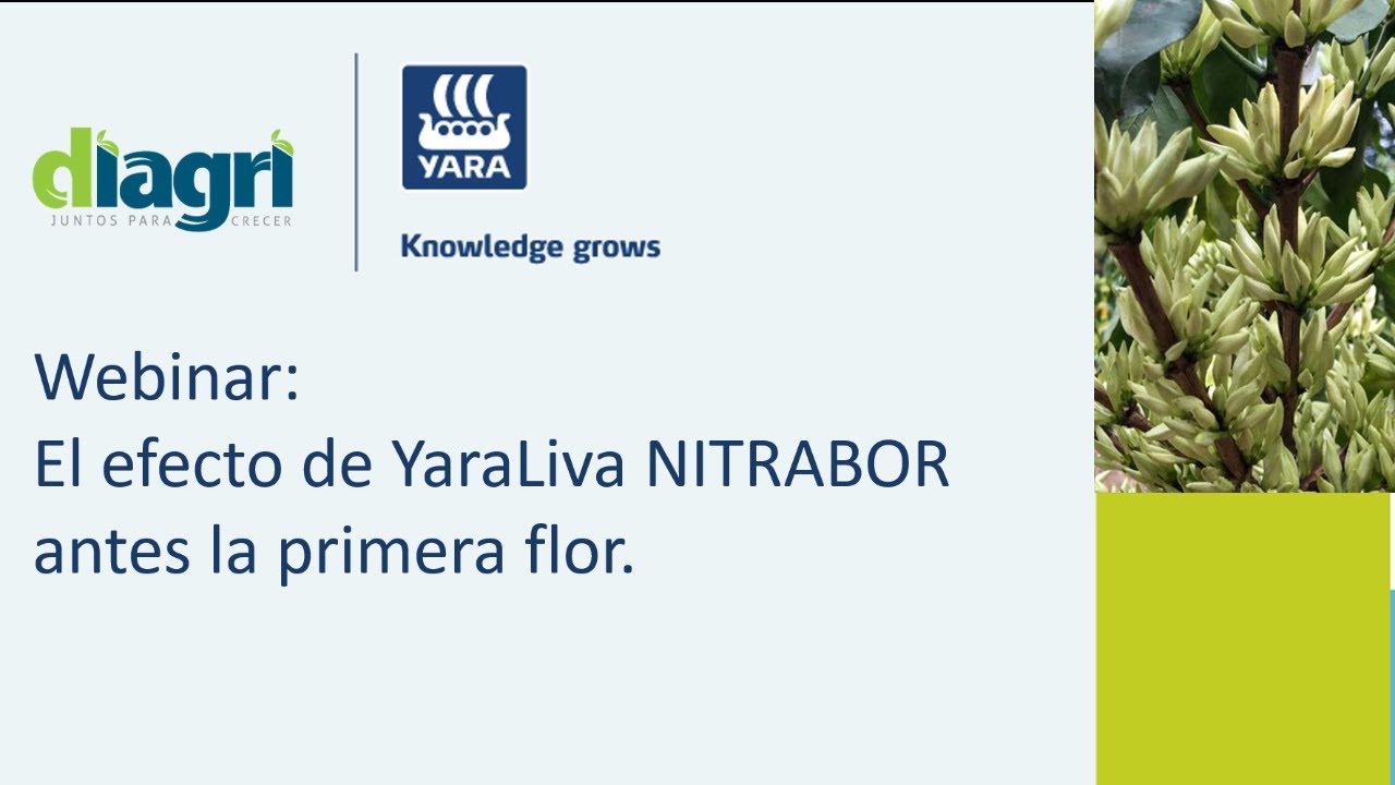 El efecto de YaraLiva NITRABOR antes la primera flor.