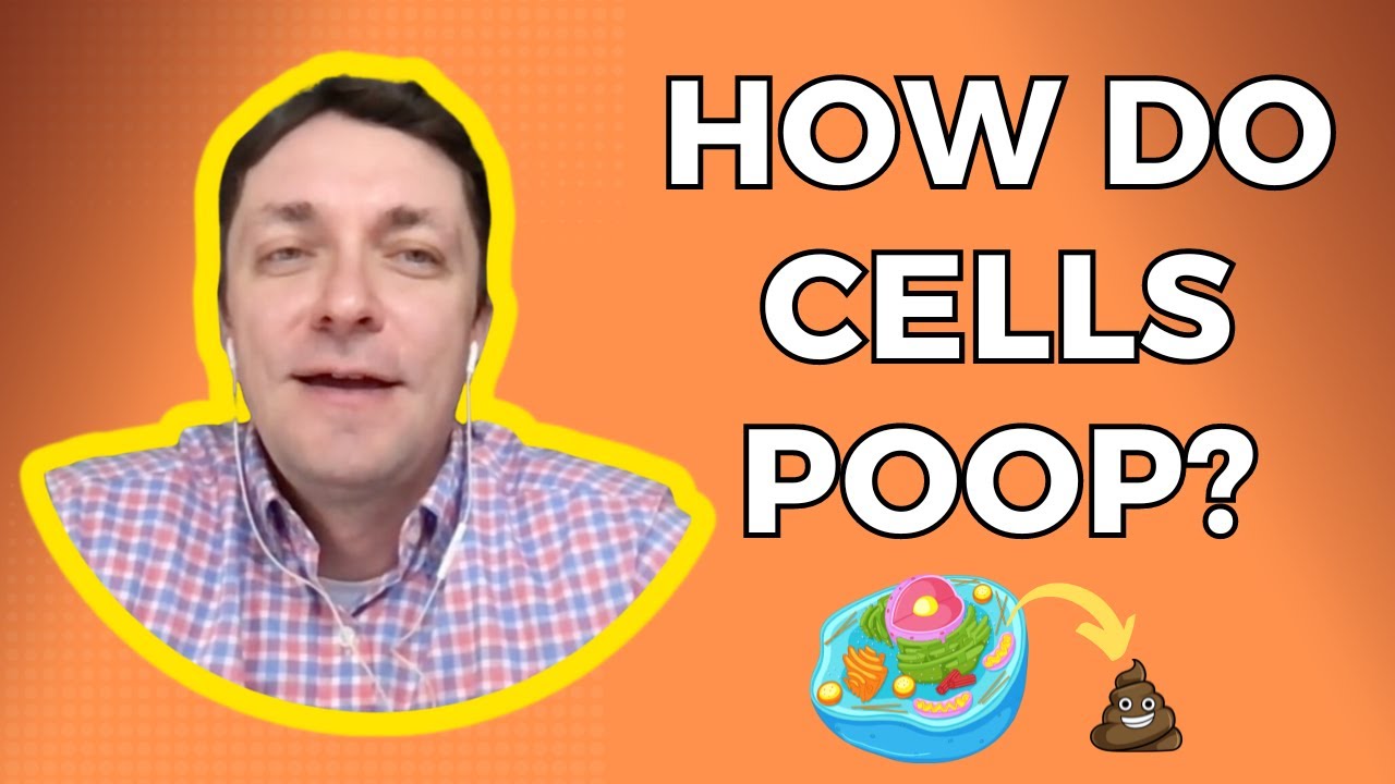 How Metabolic Waste Your Cells Produce is Eliminated Out of the Body