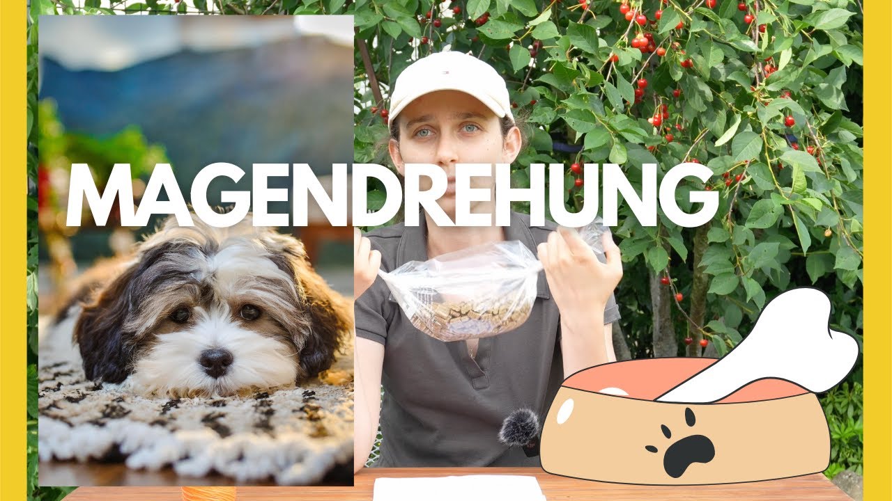 Hilfe, mein Hund hat eine Magendrehung! /Tinas Hundewissen