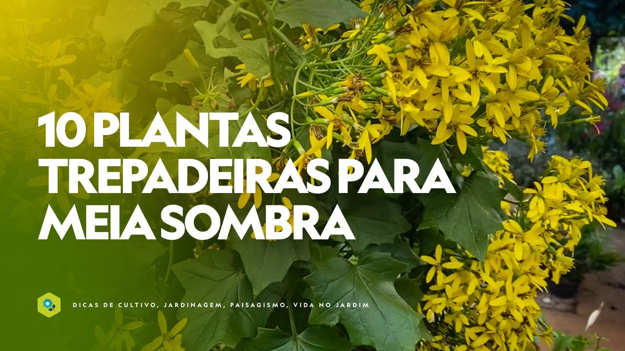 10 PLANTAS TREPADEIRAS para MEIA SOMBRA
