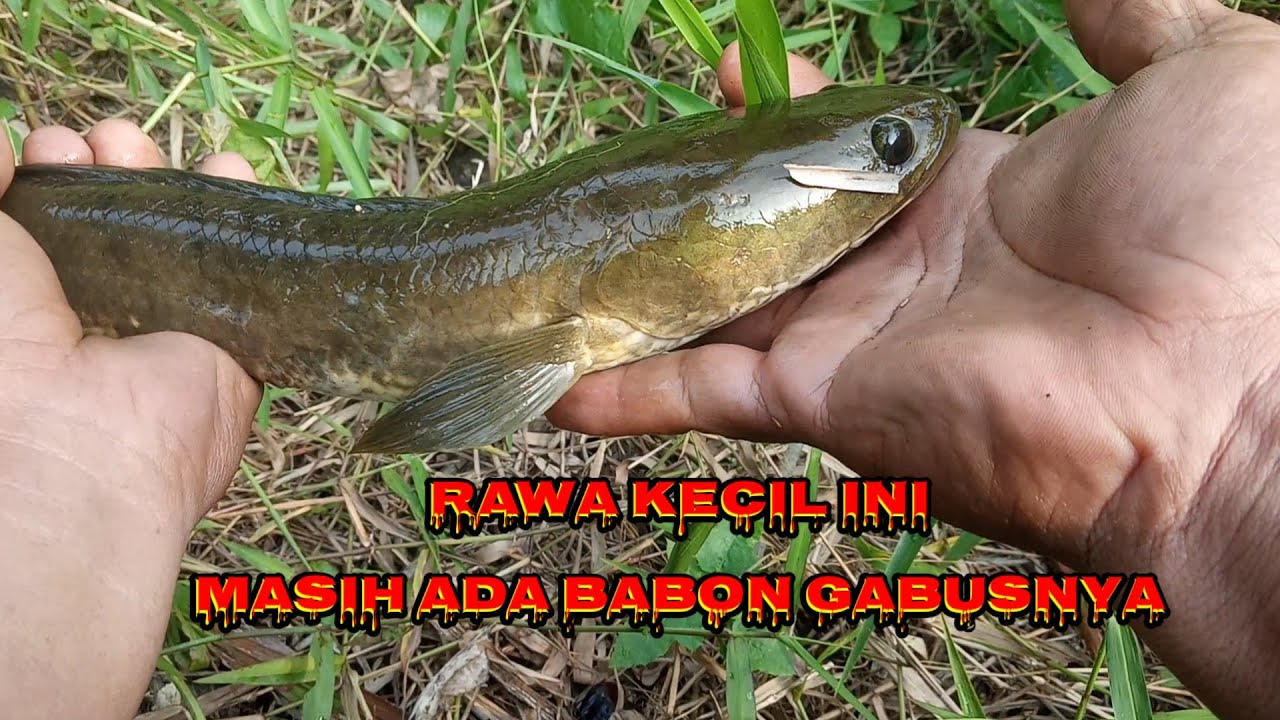 Casting gabus sore saat selesai bekerja #castingikanharuan #castinggabusbesar #mancing #fishing
