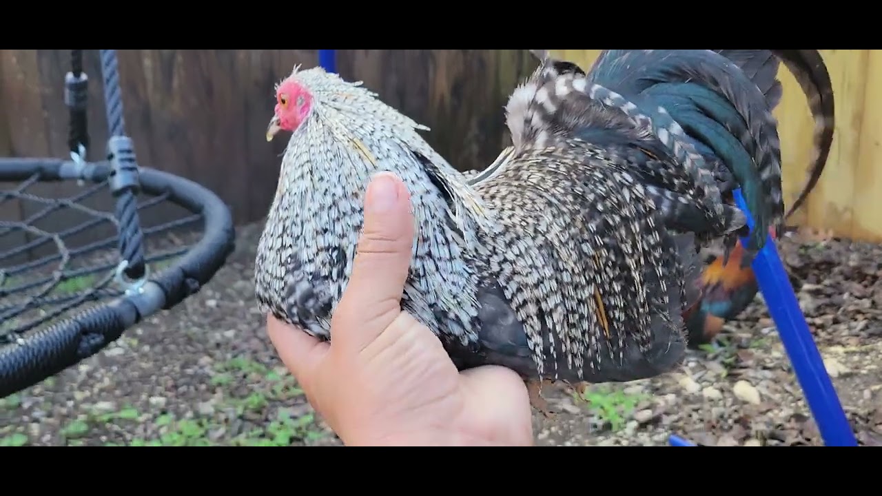 #azteca #kikiriki #rooster andan feliz y peliando