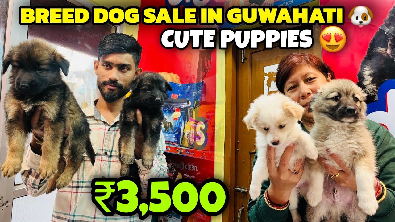 Breed Dog Sale in Guwahati 🐶Cute Puppies😍